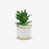Artificial Green Succulent Plant in Pink Round Pot / Decorative Table Plant / Home Decor Planter