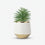 Artificial Green Succulent Plant in White Gold Pot / Decorative Table Plant / Home Decor Planter