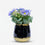 Artificial Purple Daisy Flower Pot, Multicolour Ceramic Decorative Plant for Home Décor, Table Décor & Gifting
