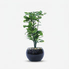 Premium Artificial Beautiful Flower Pot Home Decor, Decorative Home Item / Tabletop Statue / Luxury Flower Showpiece for Living Room, Office & Gifting