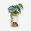 Premium Artificial Beautiful Flower Pot Home Decor, Decorative Home Item / Tabletop Statue / Luxury Flower Showpiece for Living Room, Office & Gifting