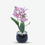 Premium Artificial Beautiful Flower Pot Home Decor, Decorative Home Item / Tabletop Statue / Luxury Flower Showpiece for Living Room, Office & Gifting