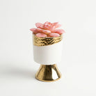 Artificial Pink Succulent Plant in White & Gold Ceramic Pot, Multicolour Decorative Plant for Home Décor, Table Décor & Gifting