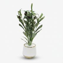 Artificial Olive Plant in White & Gold Ceramic Pot, Multicolour Decorative Plant for Home Décor, Table Décor & Gifting