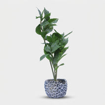 Artificial Green Leaf Plant in Stone Textured Ceramic Pot, Multicolour Decorative Plant for Home Décor, Table Décor & Gifting
