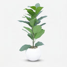Premium Gorgeous Artificial Green Leaf Indoor Plant with White Pot for Home, Office & Table Decor