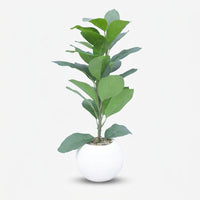 Premium Gorgeous Artificial Green Leaf Indoor Plant with White Pot for Home, Office & Table Decor