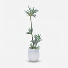 Premium Alluring Artificial Yucca Green Plant with White Decorative Pot for Home & Office Decor