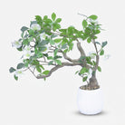 Premium Exquisite Artificial Pink Magnolia Flower Plant with White Decorative Pot for Home Decor