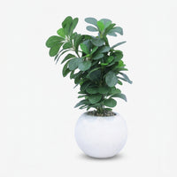 Artificial Green Plant with White Round Pot, Decorative Indoor Plant / Tabletop Faux Plant / Home & Office Décor