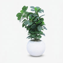 Artificial Green Plant with White Round Pot, Decorative Indoor Plant / Tabletop Faux Plant / Home & Office Décor