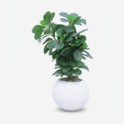 Premium Stunning Artificial White Flower Bonsai Tree with Green Leaves and Decorative Pot