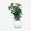 Premium Stunning Artificial White Flower Bonsai Tree with Green Leaves and Decorative Pot