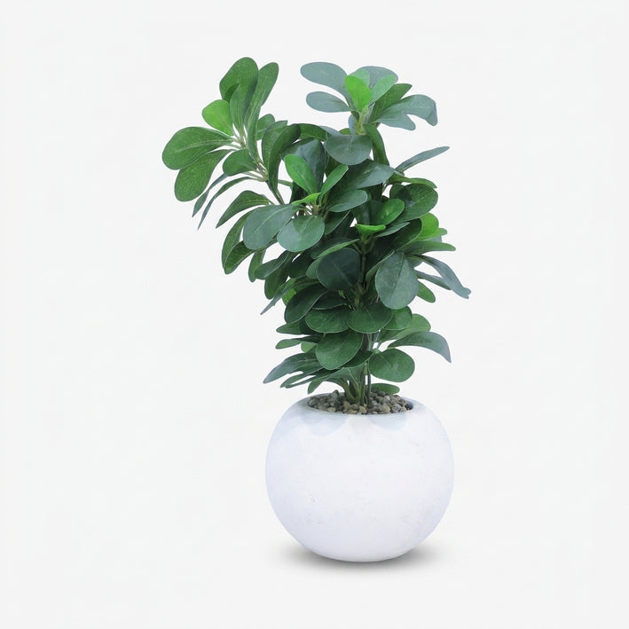 Premium Stunning Artificial White Flower Bonsai Tree with Green Leaves and Decorative Pot