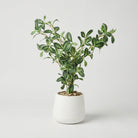Premium Graceful Artificial Green Agave Succulent Plant with White Decorative Pot for Home & Office