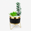 Artificial Succulent Plant in Black & Gold Ceramic Pot with Stand, Multicolour Decorative Plant for Home Décor, Table Décor & Gifting