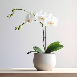 Decorative Pieces