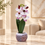Premium Artificial Decorative Flower Pot Home Decor, Decorative Home Item / Tabletop Statue / Luxury Flower Showpiece for Living Room, Office & Gifting