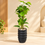 White Flower Artificial Leafy Plant with Ribbed Black Vase, 36 x 7 inches - view 1