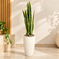 Variegated Snake Plant Artificial Floor Plant with Textured Cream Planter, 43 x 8.5 inches - view 1
